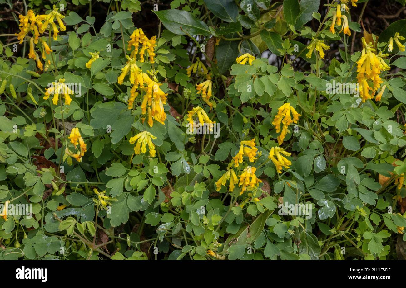 Yellow Corydalis, Pseudofumaria lutea, in flower on garden wall. Widely naturalised. Stock Photo