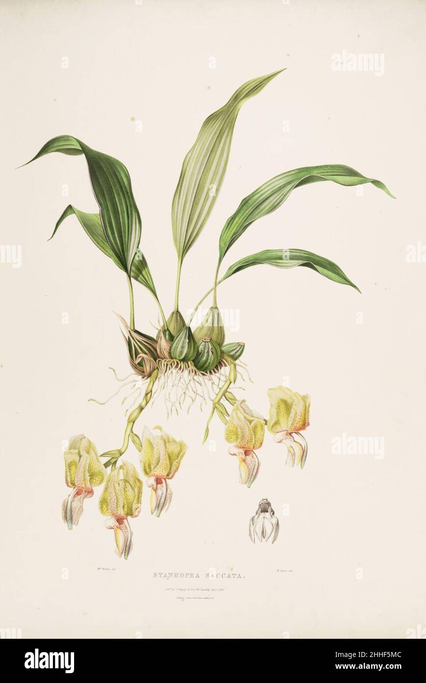 Stanhopea saccata-Bateman Orch. Mex. Guat. pl. 15 (1843). Stock Photo