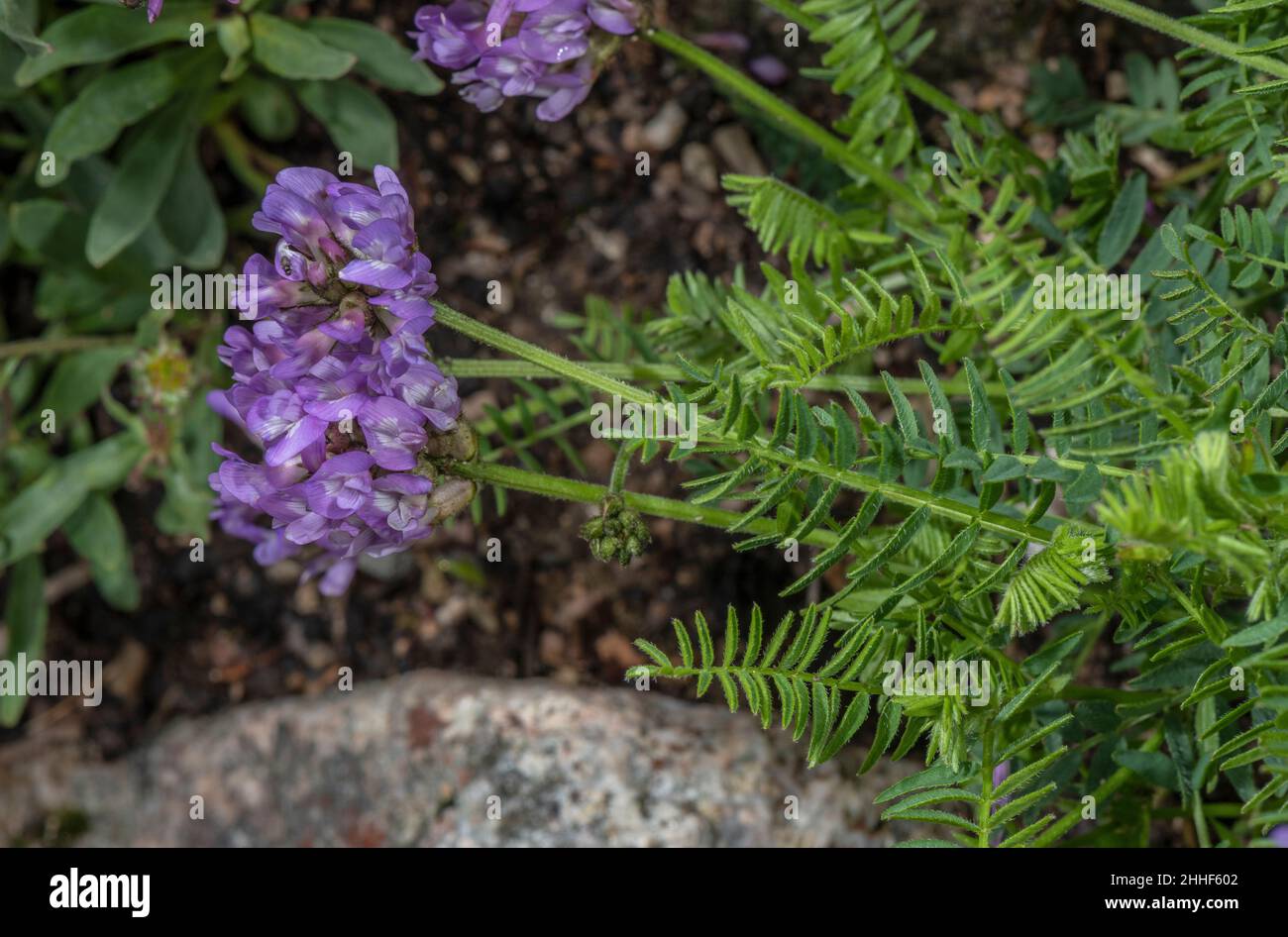Purple milk-vetch, Astragalus danicus, in flower in alpine grassland. Stock Photo