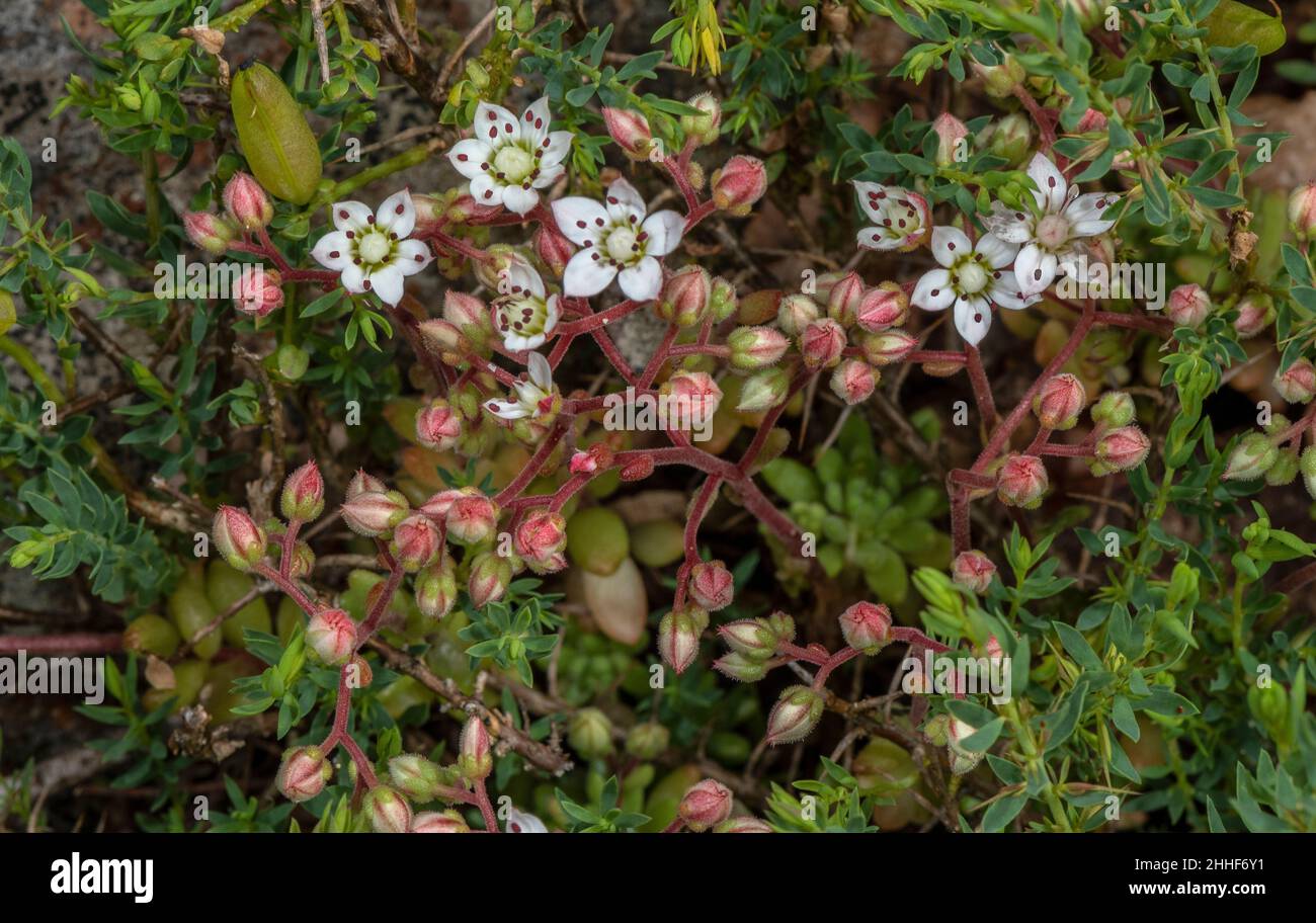 Hairy Stonecrop, Sedum hirsutum in flower. Pyrenees. Stock Photo