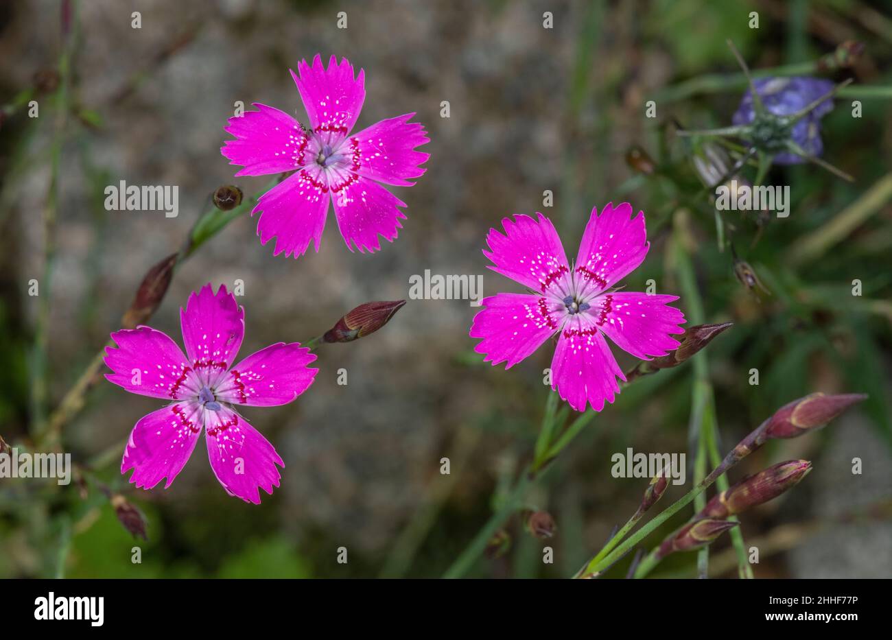 Maiden pink, Dianthus deltoides in flower. Stock Photo