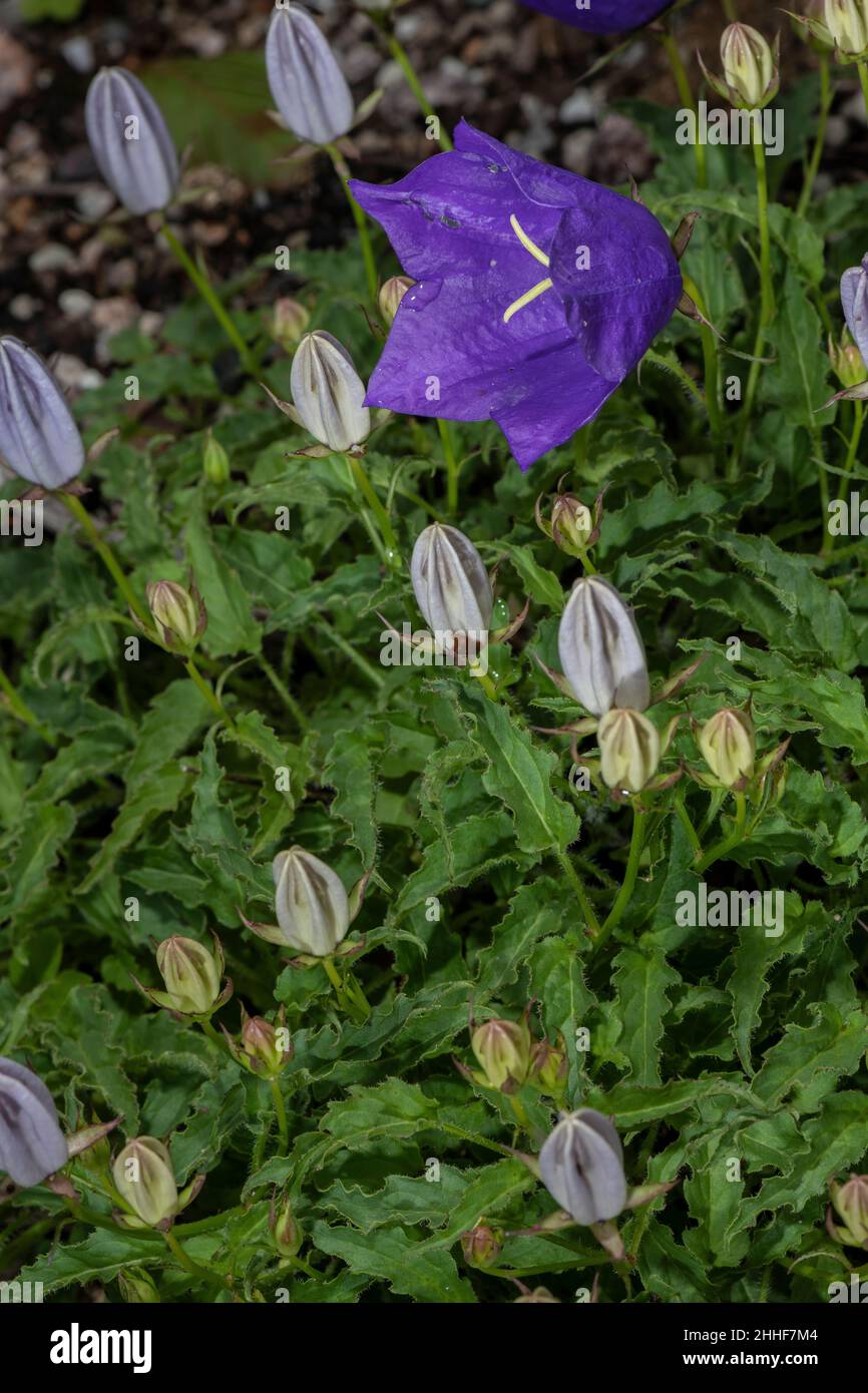 Carpathian Bellflower, Campanula carpatica var turbinata in flower