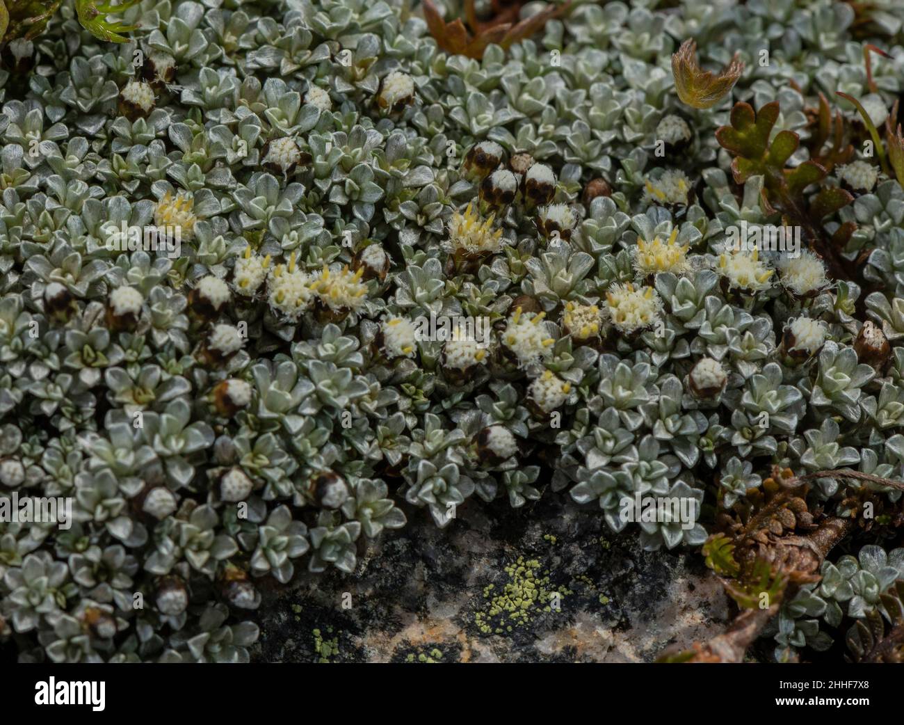 Scabweed mat daisy, Raoulia hookeri var apicenegra, in flower at high altitude, New Zealand. Stock Photo