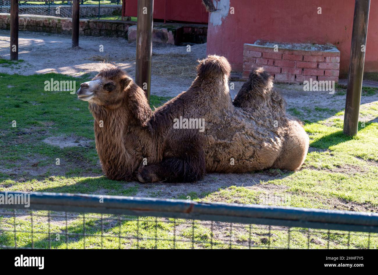 Camel pack animal hires stock photography and images Alamy