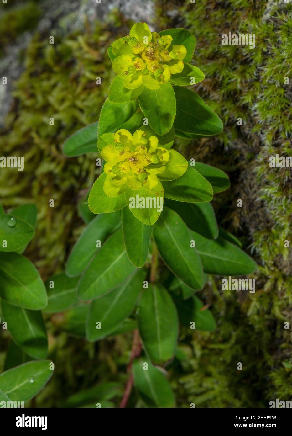 Warty Spurge, Euphorbia verrucosa, in flower. Stock Photo