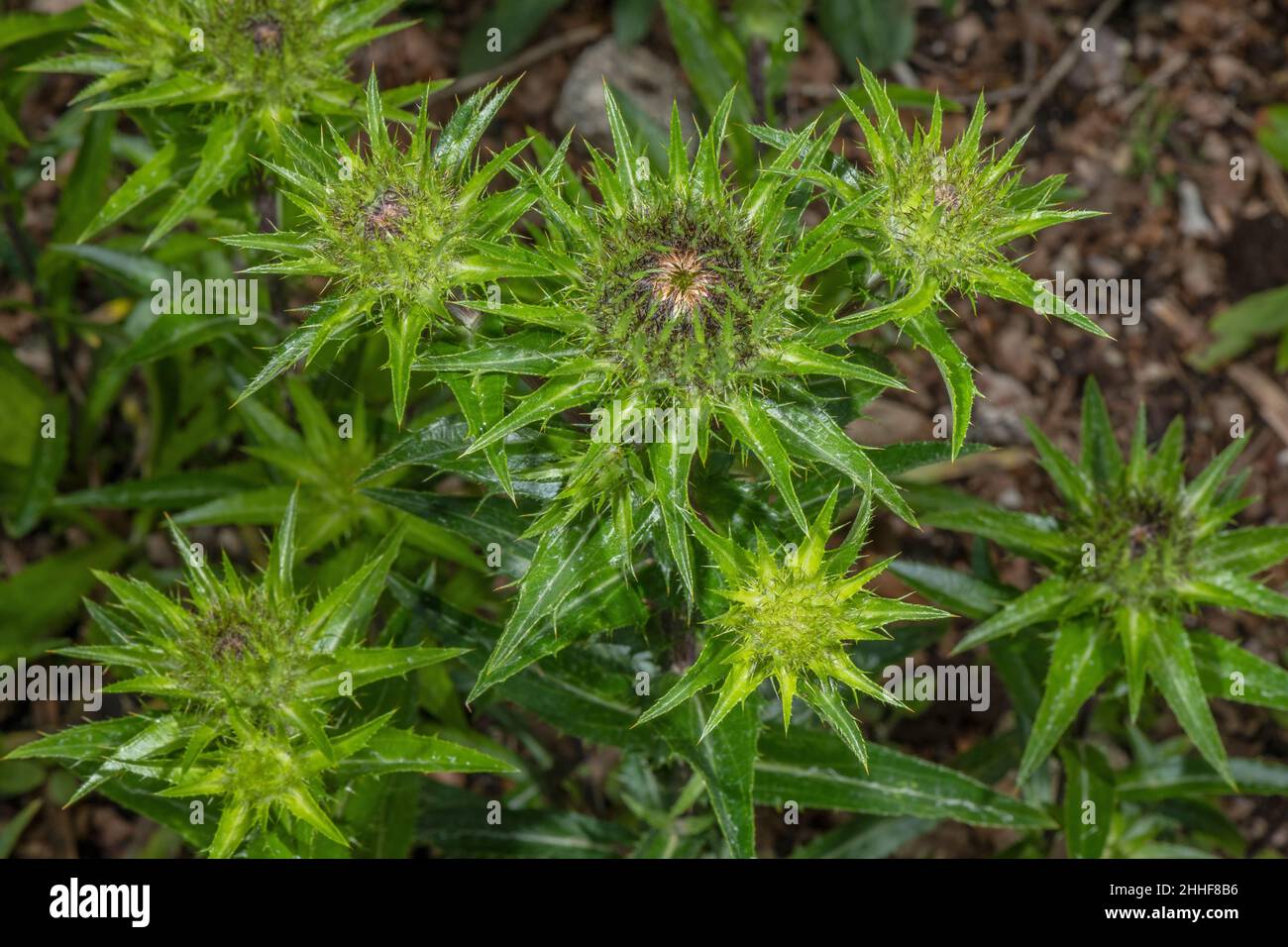 A Carline thistle, Carlina biebersteinii in flower in the Vosges, France. Stock Photo