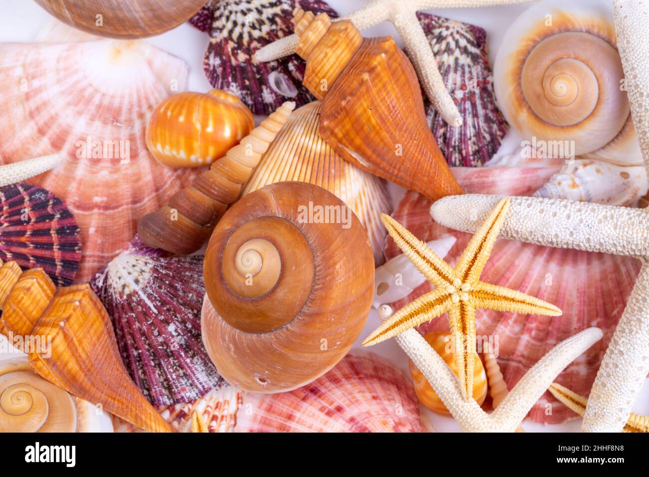 Seashell background, lots of amazing sea shells mixed Stock Photo - Alamy