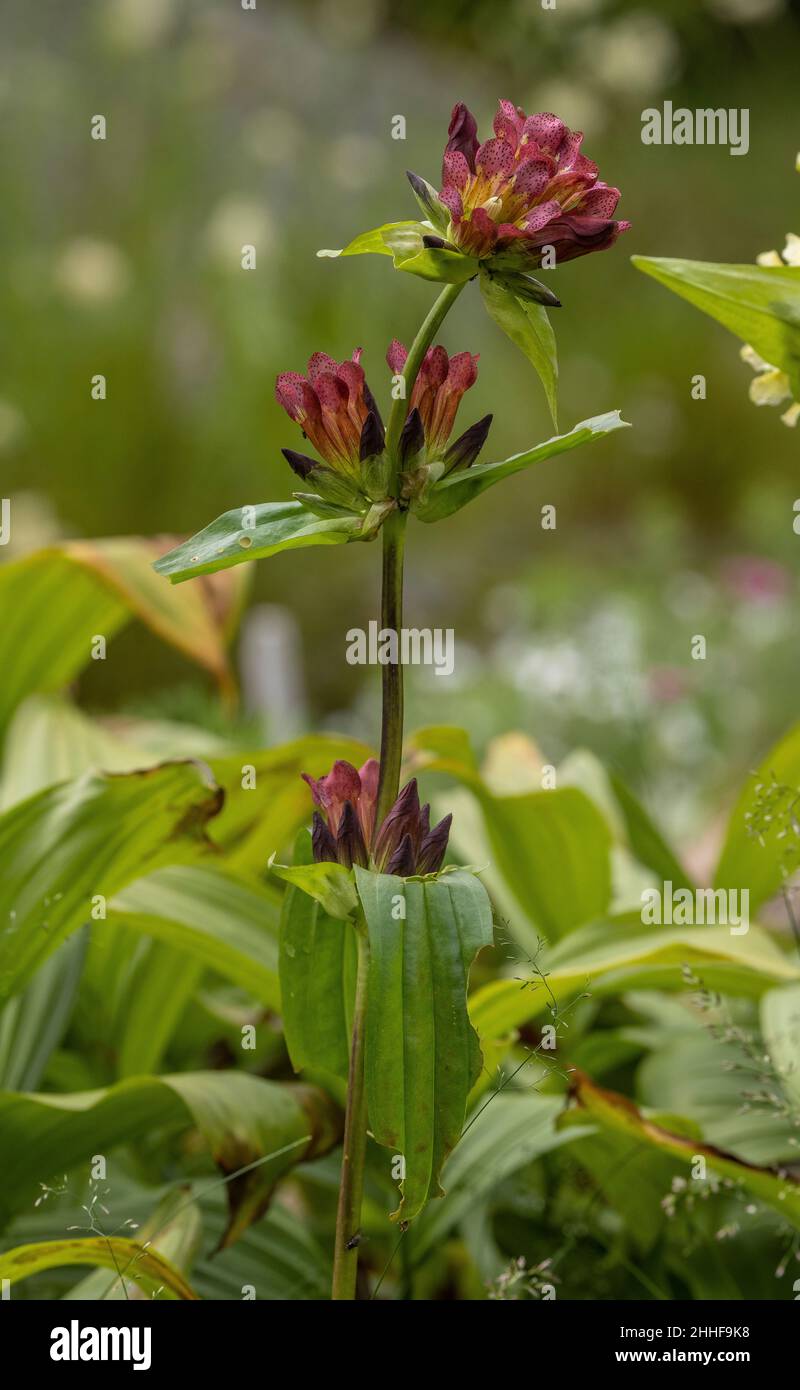 Hungarian gentian, Gentiana pannonica, in flower in the eastern Alps. Stock Photo