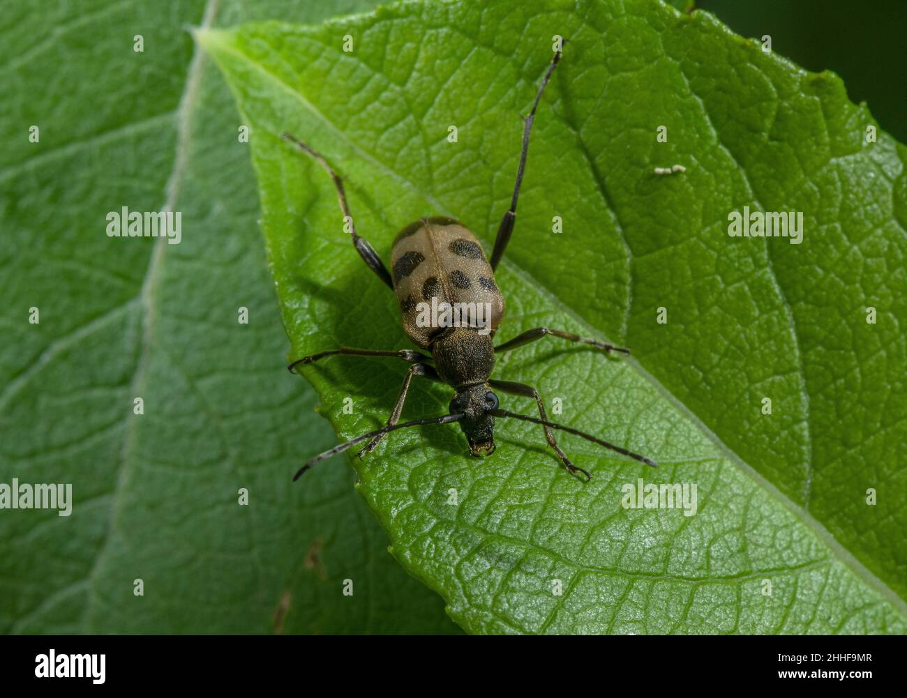 Speckled Longhorn Beetle, Pachytodes cerambyciformis, basking on leaf. Stock Photo