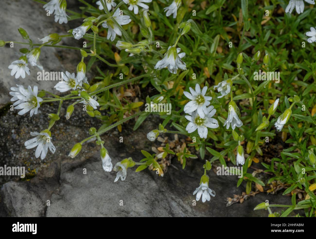 Cerastium strictum - a form of Field Mouse-ear, Cerastium arvense. Stock Photo