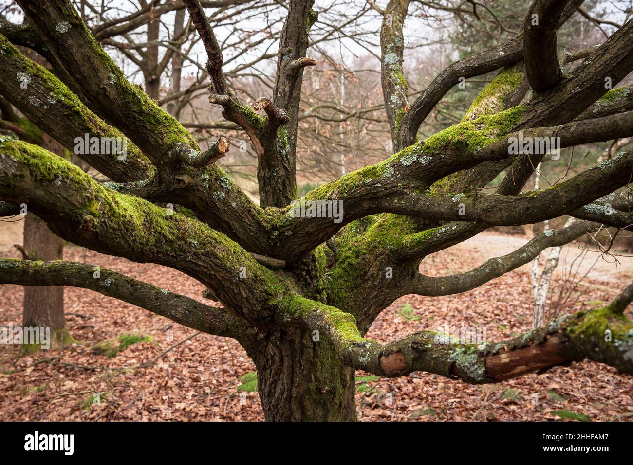 moss covered oak tree in the Huehnerbruch (black grouse swamp) in the Wahner Heath, Troisdorf, North Rhine-Westphalia, Germany.  mit Moos bewachsene E Stock Photo