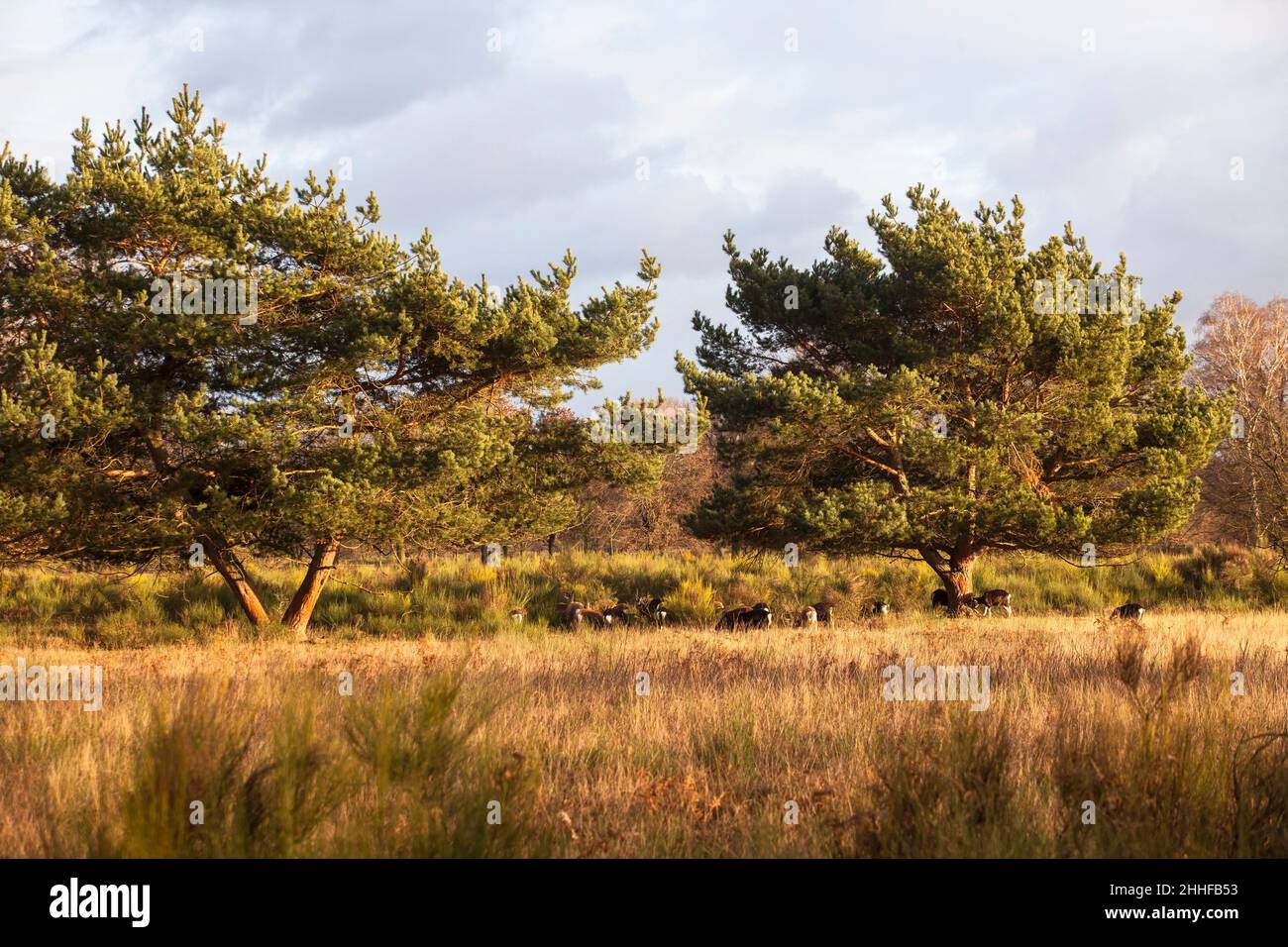 goats under pine trees in the evening light in the northern part of the
