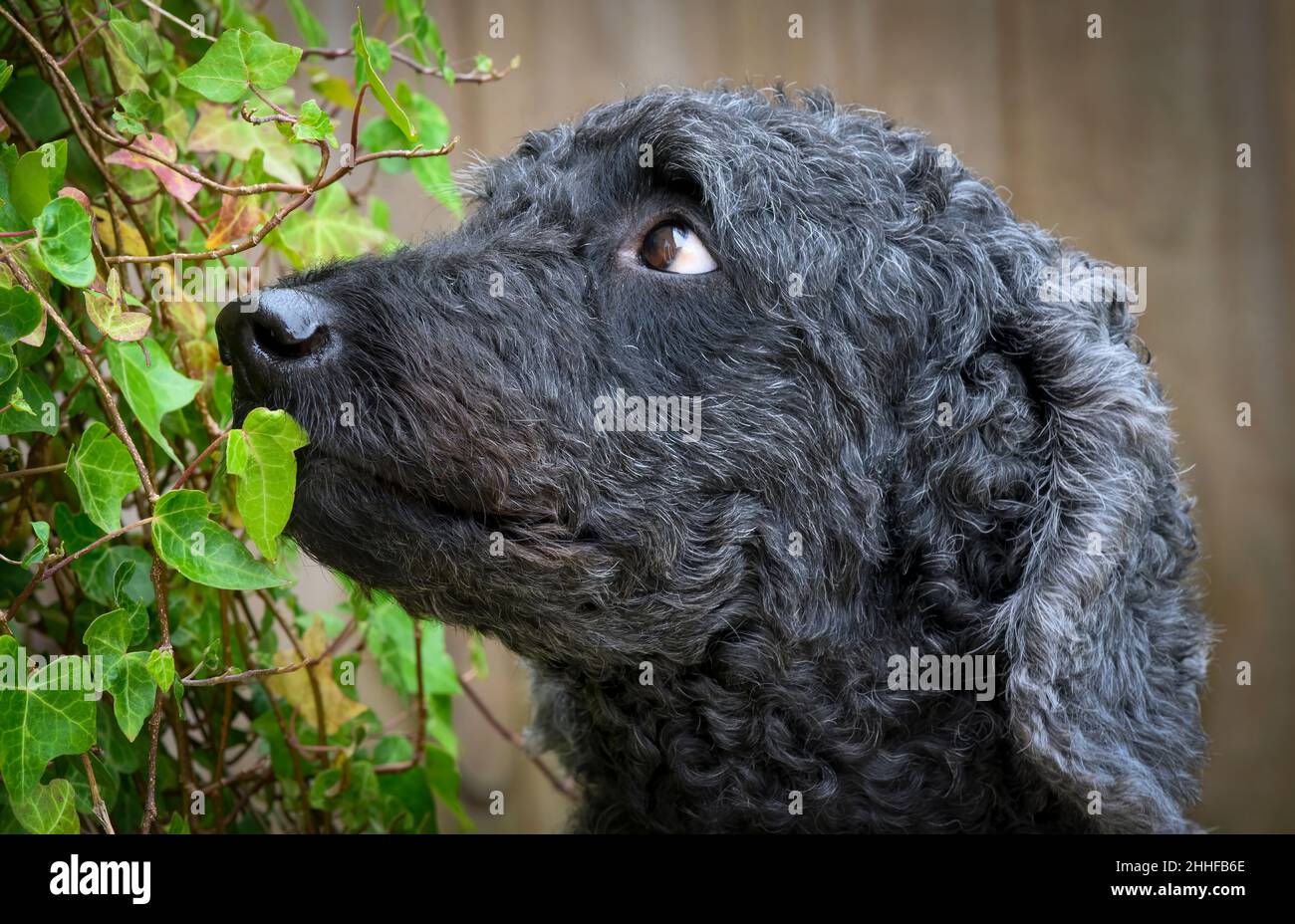 Side view, (Portrait), of a gorgeous black female Labradoodle looking into a clump of Ivy Stock Photo