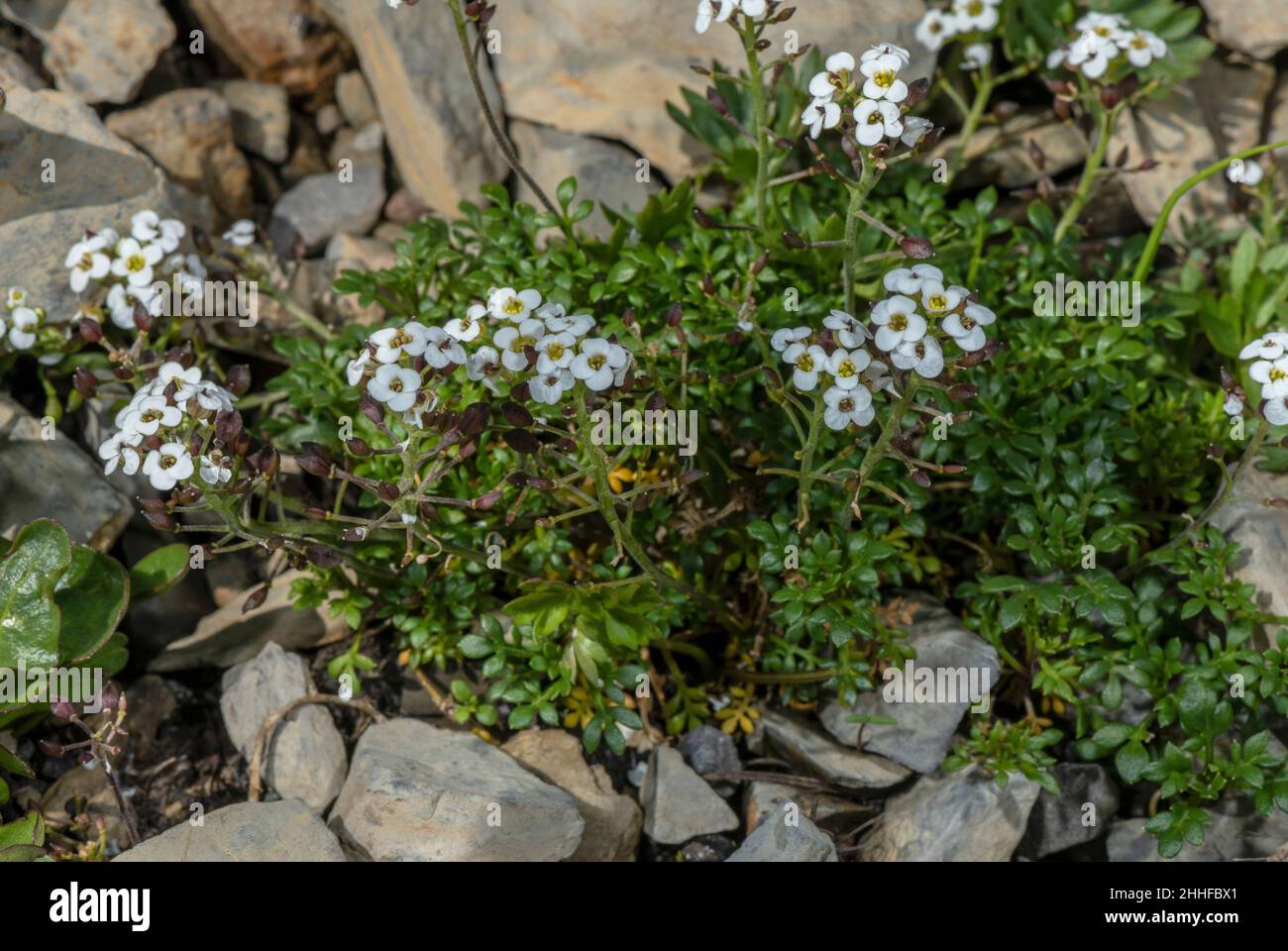Chamois Cress, Hornungia alpina, on scree, in flower and fruit. Swiss Alps. Stock Photo