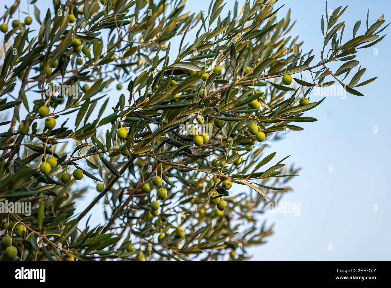 growing green olives on olive tree Stock Photo Alamy