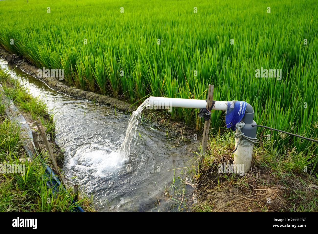 Irrigation of rice fields using pump wells with the technique of