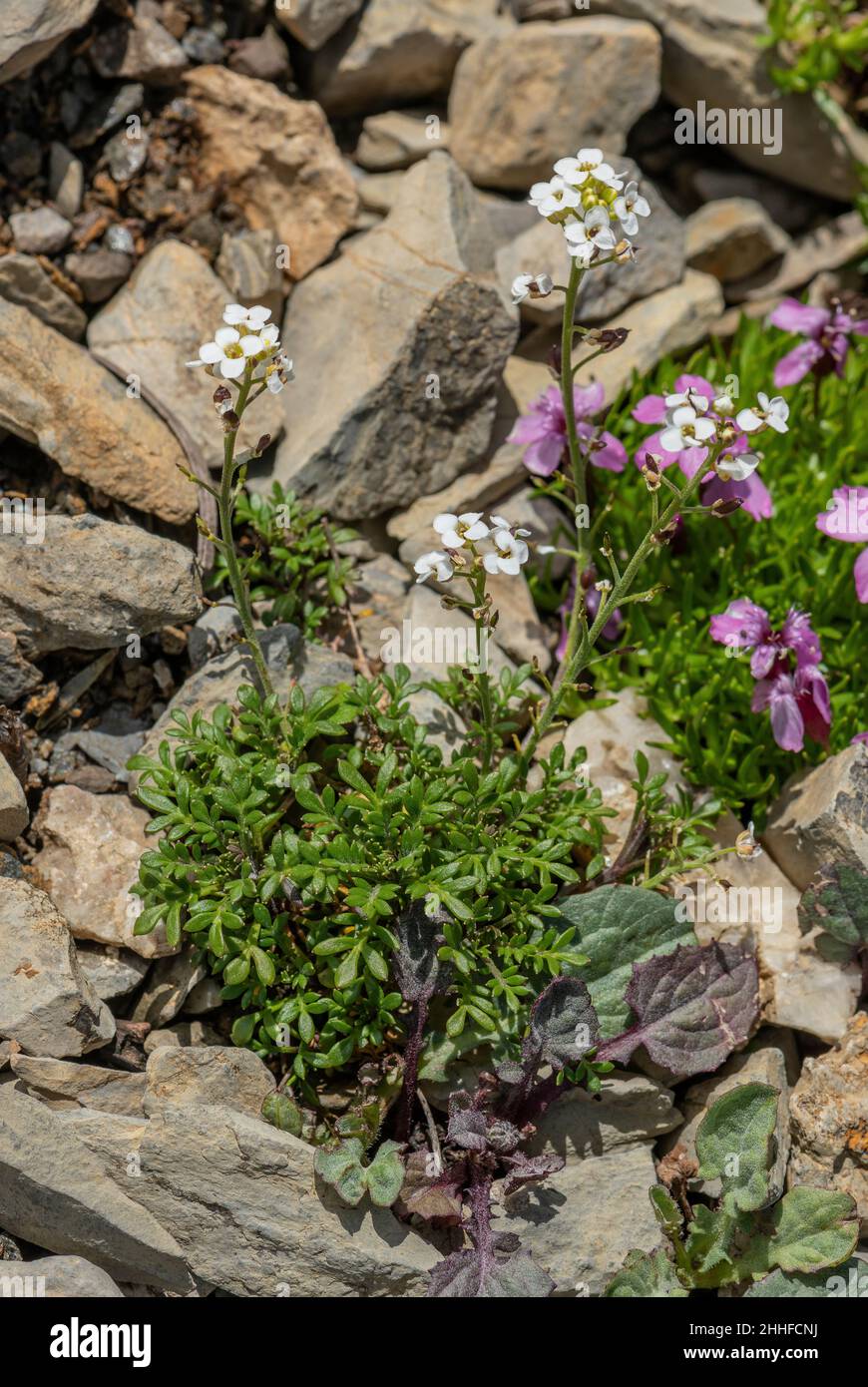 Chamois Cress, Hornungia alpina, on scree, in flower and fruit. Swiss Alps. Stock Photo