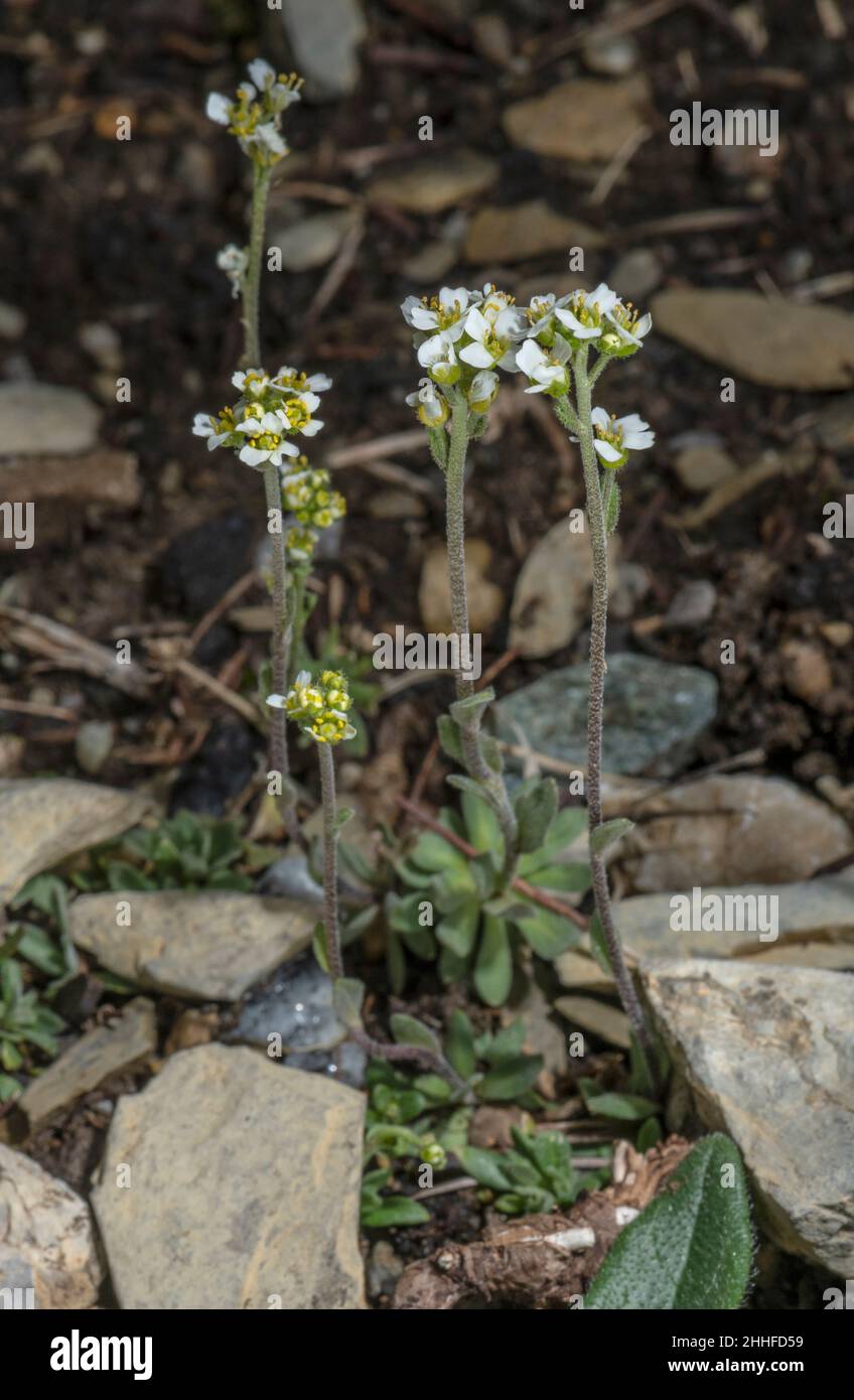 Draba stylaris = Draba thomasii, in flower high in the Swiss Alps. Stock Photo