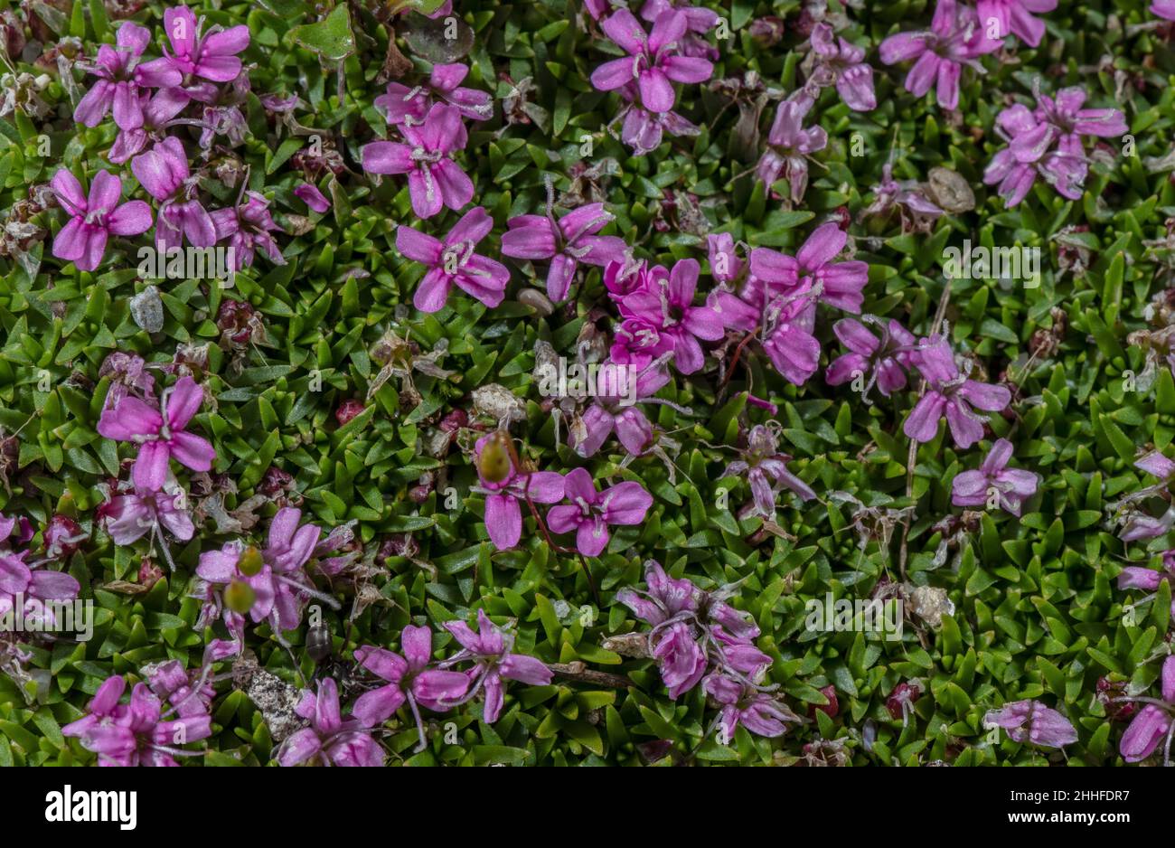 Moss Campion, Silene acaulis, in the form known as Silene exscapa. Swiss Alps. Stock Photo