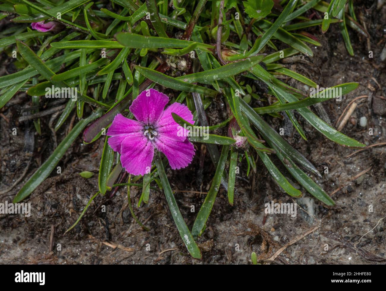 Glacier pink, Dianthus glacialis in flower. Alps. Stock Photo