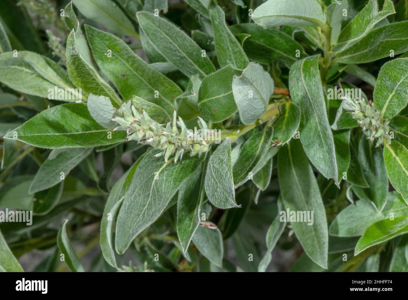 Swiss Willow, Salix helvetica, female catkin in fruit. Switzerland. Stock Photo