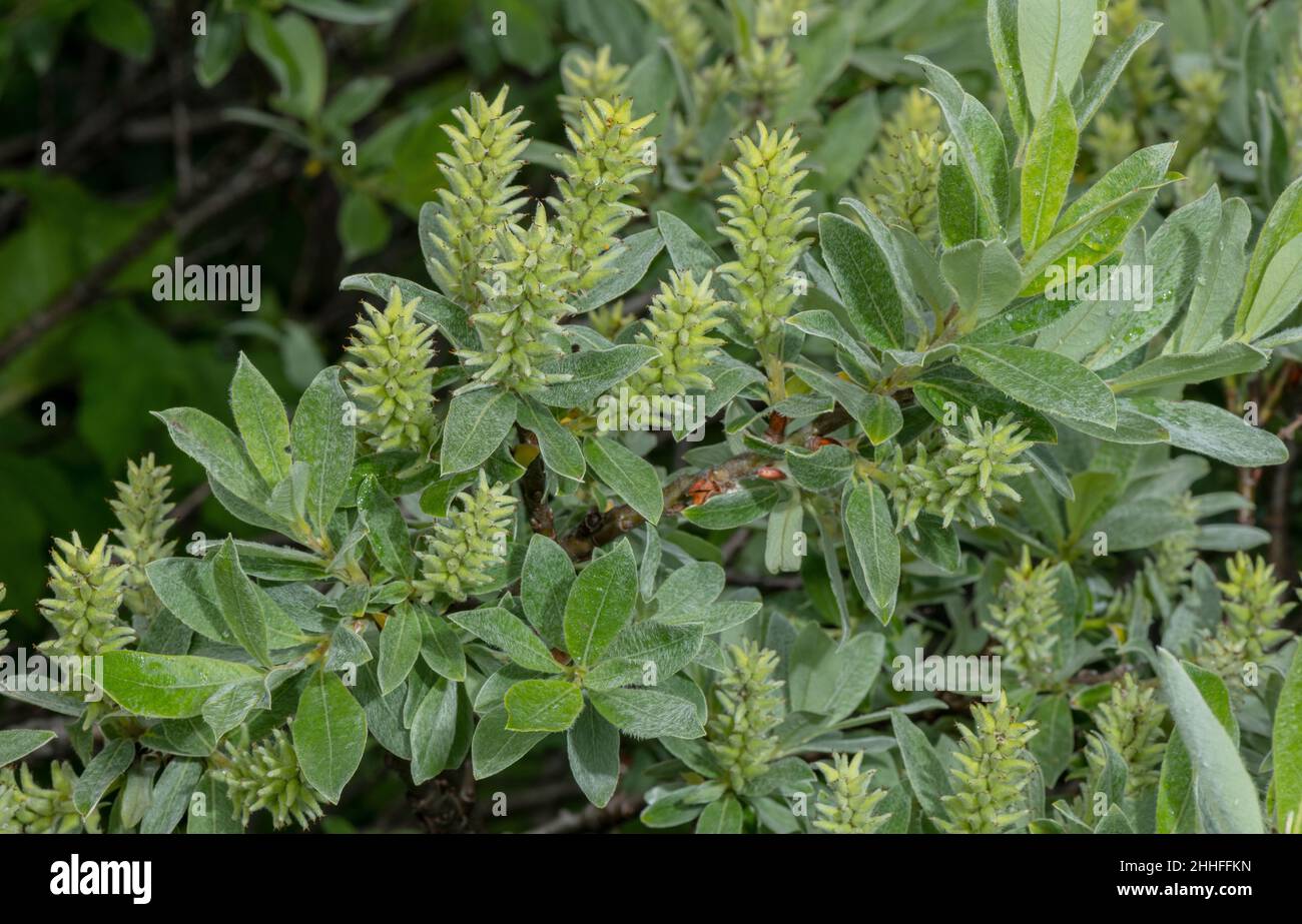 Swiss Willow, Salix helvetica, female catkin in fruit. Switzerland. Stock Photo