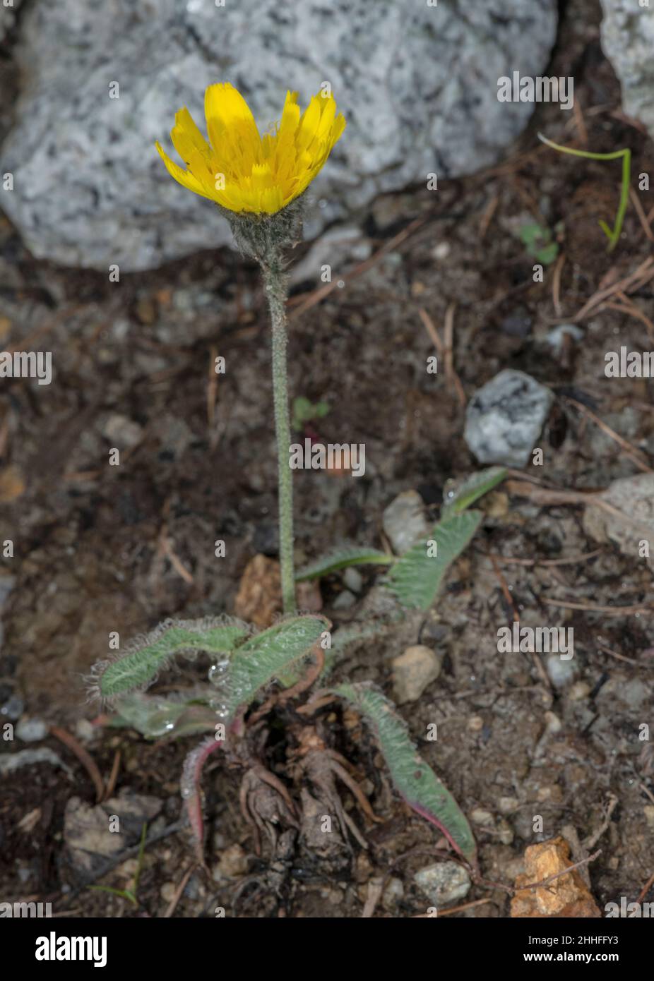 Glandular Hawkweed, Hieracium piliferum subsp. glanduliferum in flower, Alps. Stock Photo