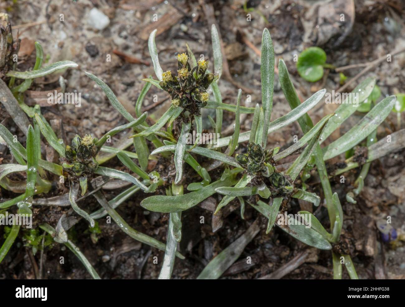 Dwarf Cudweed, Gnaphalium supinum, in flower in the Alps. Stock Photo