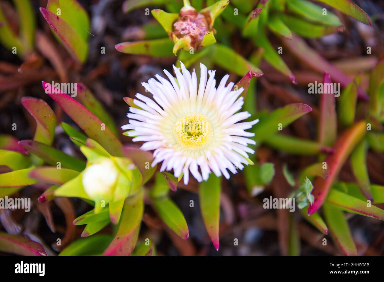 Light Pink Carpobrotus Edulis Flower (Sour Fig, Ice Plant,  Highway Ice Plant) in Bloom Stock Photo