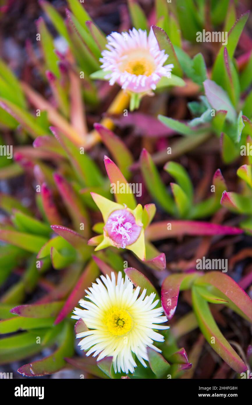 Light Pink Carpobrotus Edulis Flower (Sour Fig, Ice Plant,  Highway Ice Plant) in Bloom Stock Photo