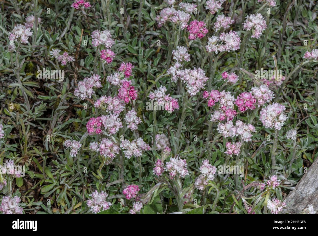 Mountain Everlasting, Antennaria dioica, in flower in the Swiss Alps. Stock Photo