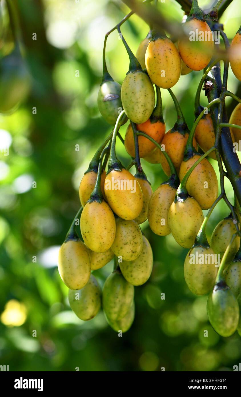 Australian native apple hires stock photography and images Alamy