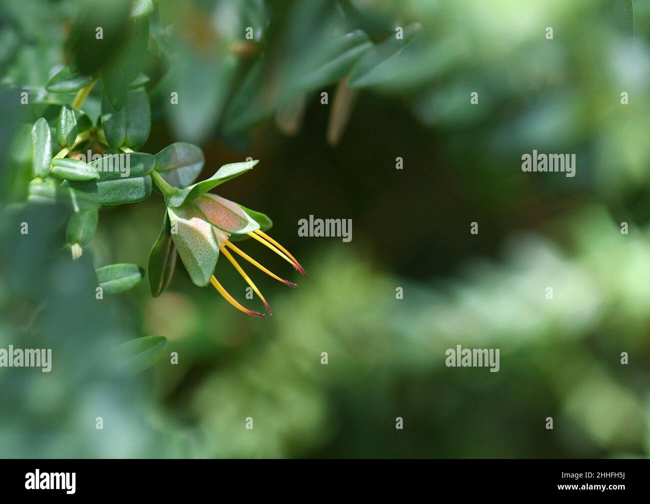 Australian nature background of native Lemon Scented Myrtle inflorescence, Darwinia citriodora, family Myrtaceae. Flowers with prominent yellow style Stock Photo