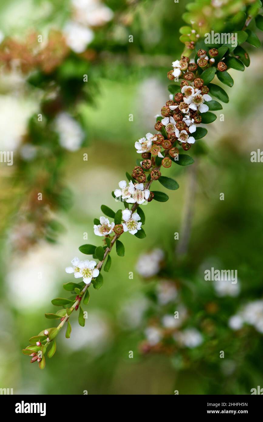 Small white flowers of the Australian native heath species Triplarina volcanica subspecies volcanica, family Myrtaceae. Endemic to SE Queensland Stock Photo