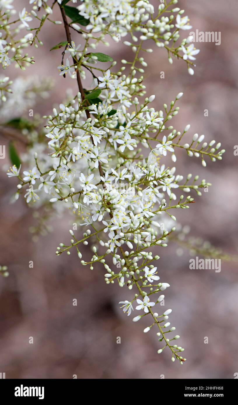 Delicate fragrant, white flowers of the Australian native Blackthorn, Bursaria spinosa, family Pittosporaceae. Endemic to east and southeast Australia Stock Photo