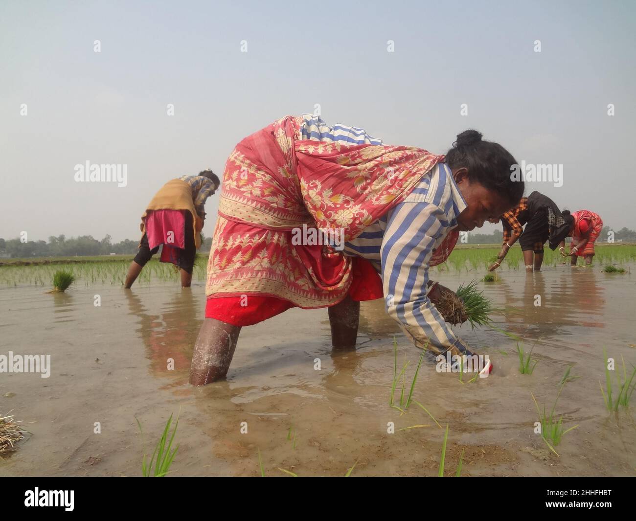 Naogaon, Bangladesh. 24th Jan, 2022. Indigenous Santal women farmers plant  the paddy sapling of the Boro season in a paddy field in the outskirts of  Beldanga village of Dhamoirhat in Naogaon district. (