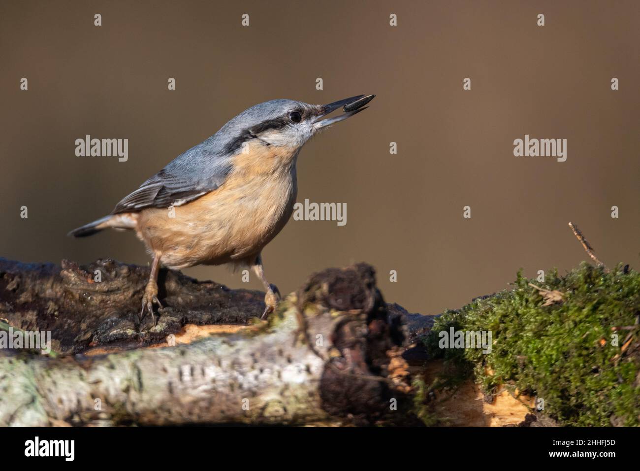 A single adult Eurasian nuthatch feeding by a pond and standing on autumnal colours oak leaves with it's reflection showing in the water. Stock Photo