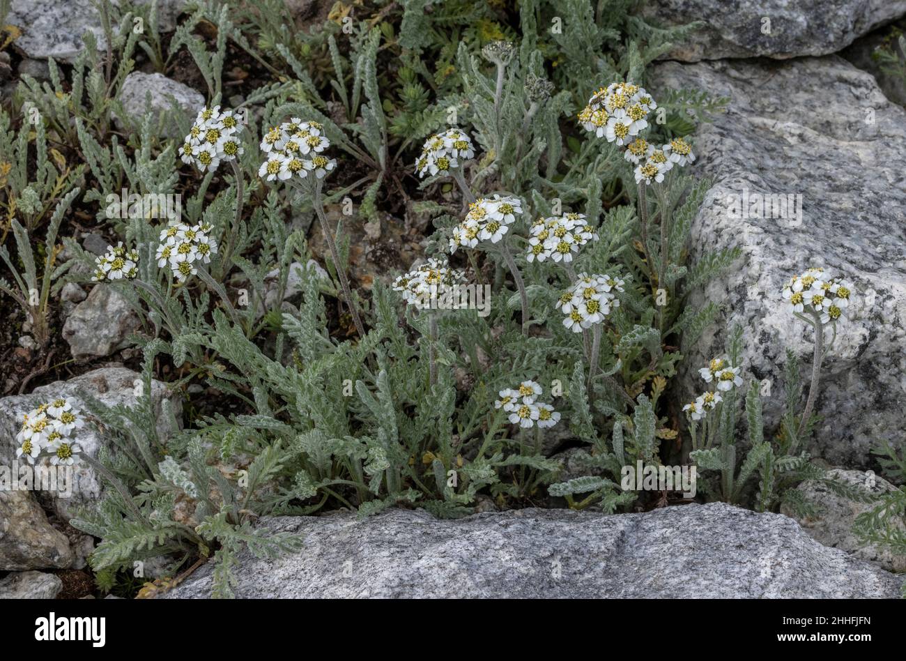 Dwarf Milfoil, Achillea nana, in flower in the Swiss Alps. Stock Photo