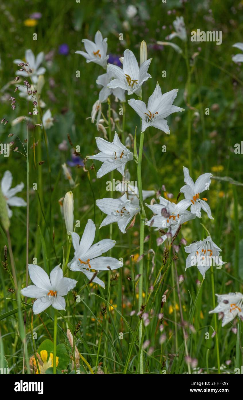 St Bruno's lily, Paradisea liliastrum, in flower in alpine grassland. Stock Photo