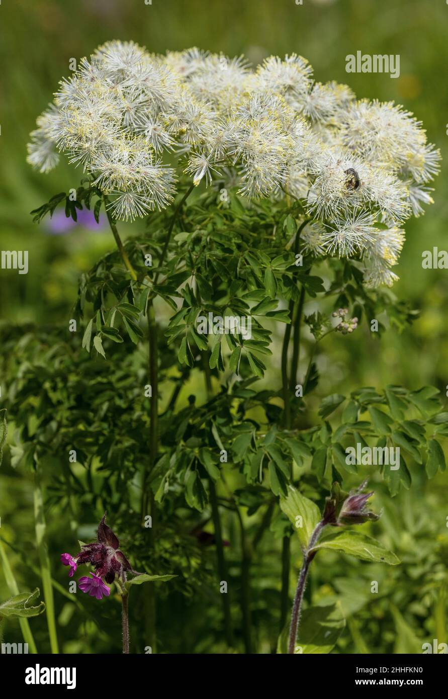 Large-flowered Meadow-rue, Thalictrum aquilegifolium, (white form) in flower in the Swiss Alps. Stock Photo