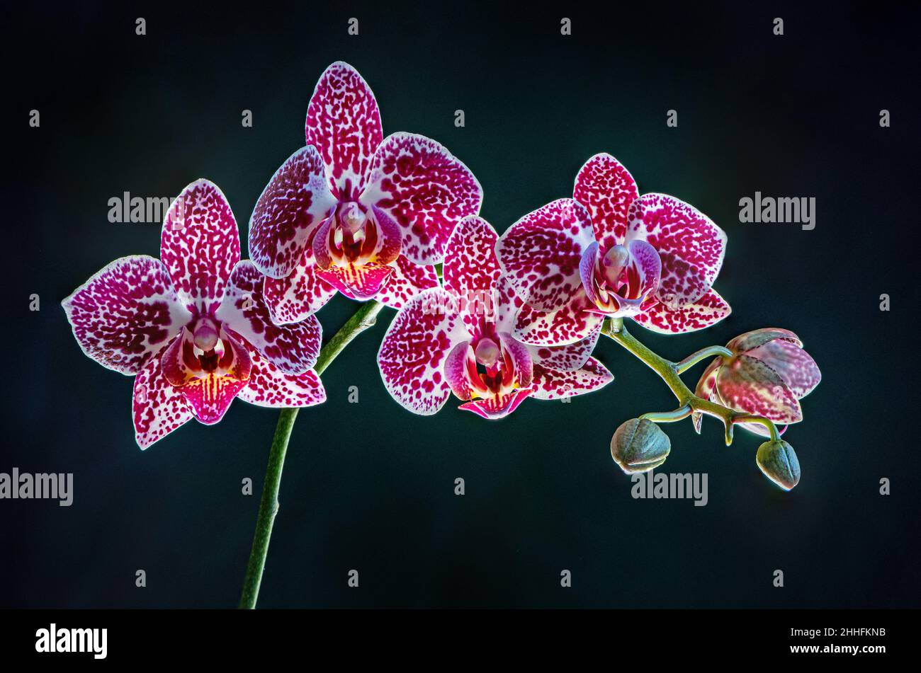 Closeup white pink orchids hi-res stock photography and images - Alamy