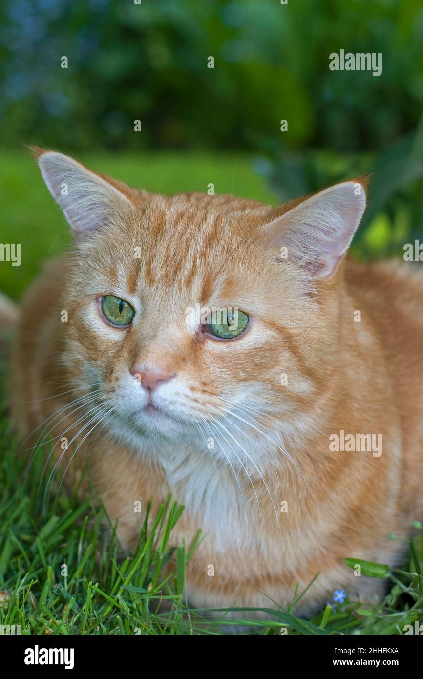 Ginger Cat in Garden  Norfolk UK Stock Photo