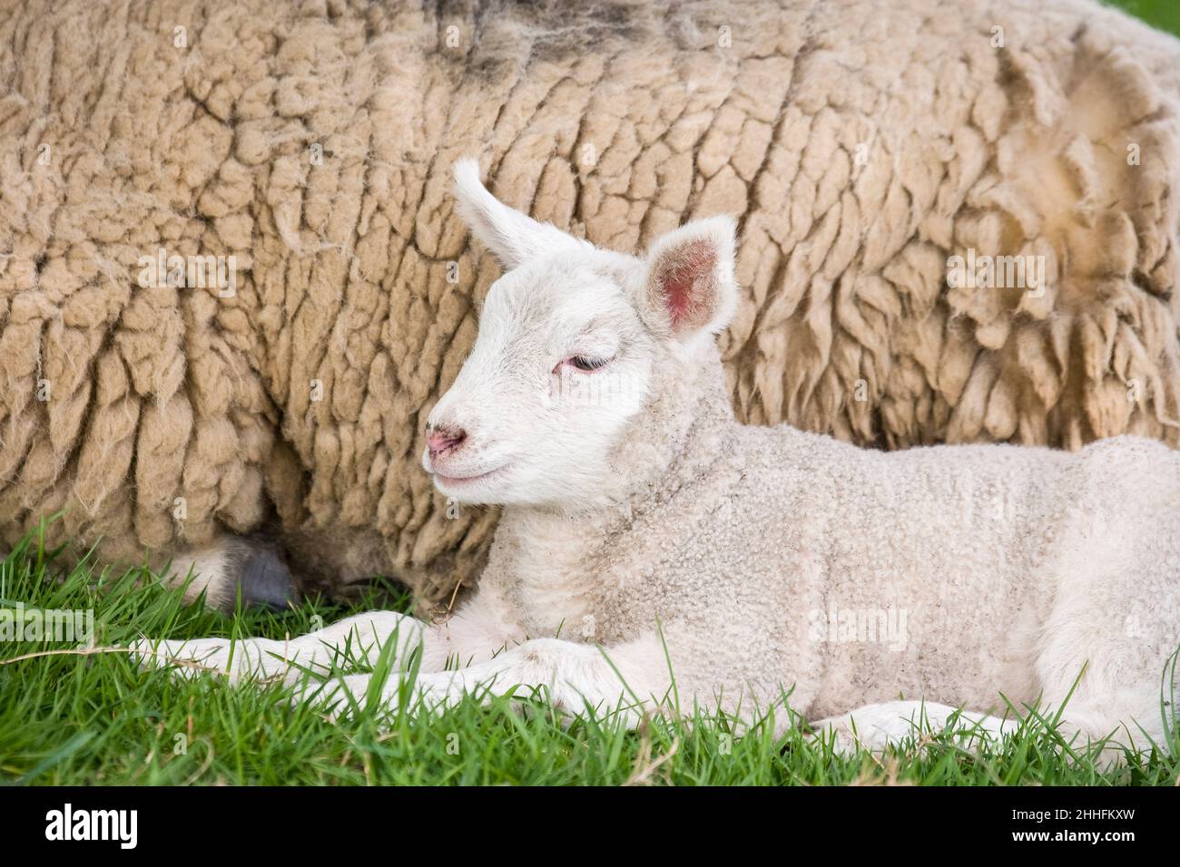 Lamb lying next to mother  Cumbria UK Stock Photo
