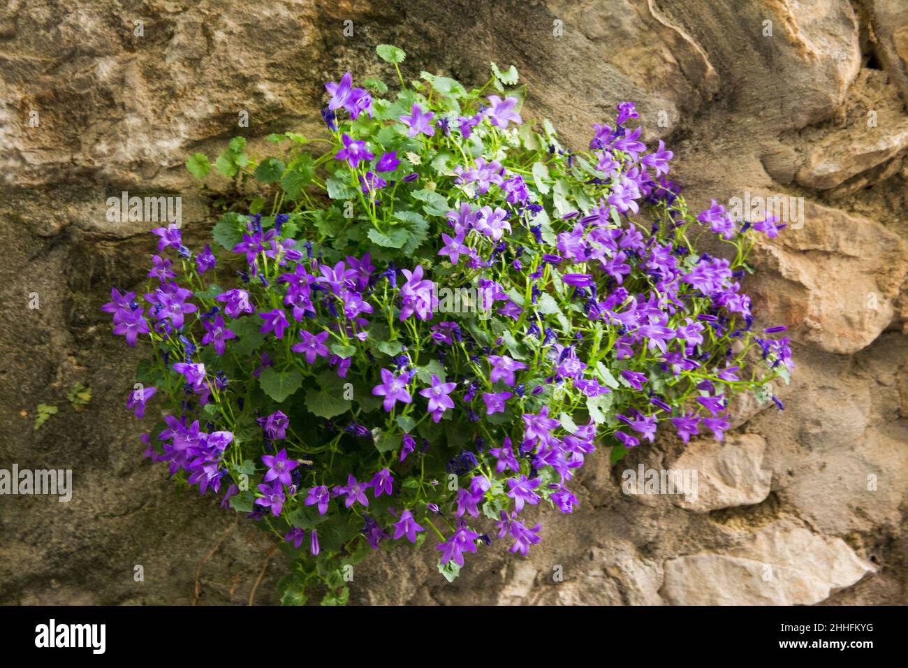 Campanula Portenschlagiana Wall Bellflowers in Cucugnan Village in Corbières Region France Stock Photo