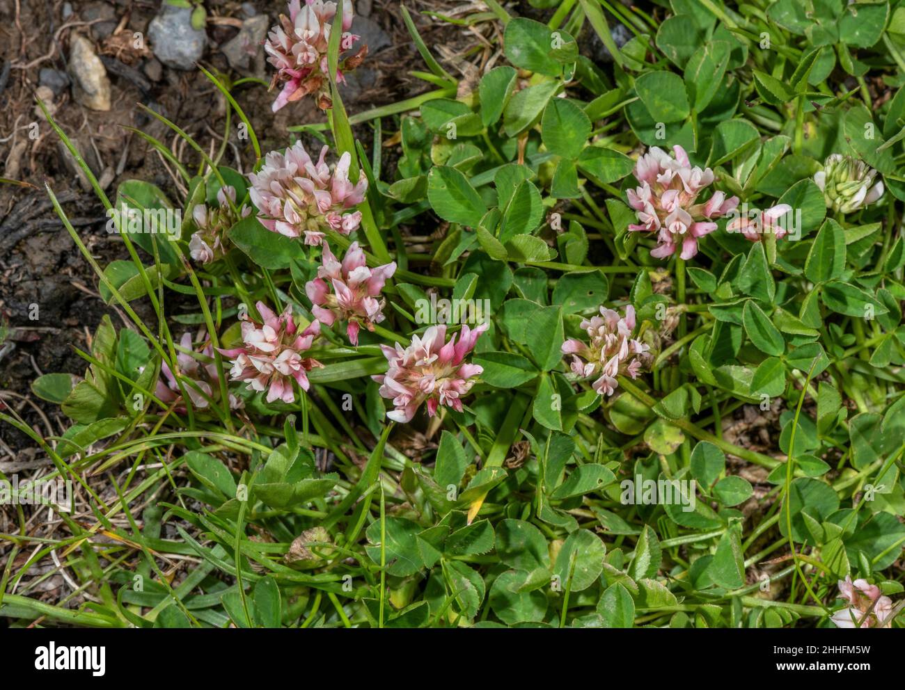 Thal's Clover, Trifolium thalii, in flower in the Swiss Alps. Stock Photo