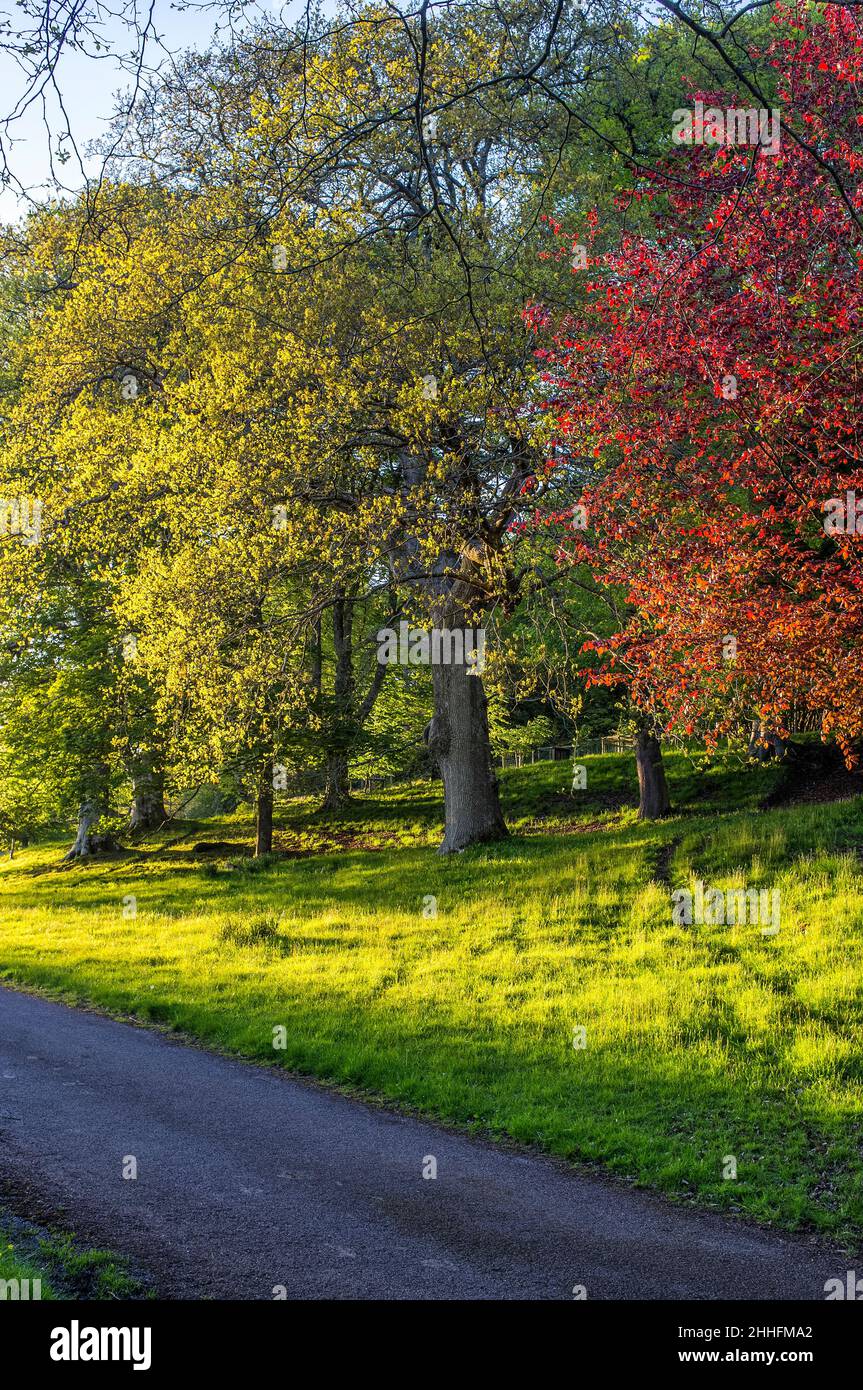 Oak and Copper Beech at spring Pentire Estate Gower Wales UK Stock ...