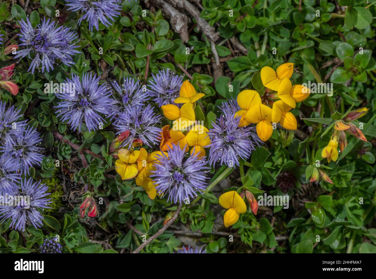 Globularia cordifolia with Lotus alpinus in flower in alpine grassland, Bernese Oberland, Swiss Alps. Stock Photo