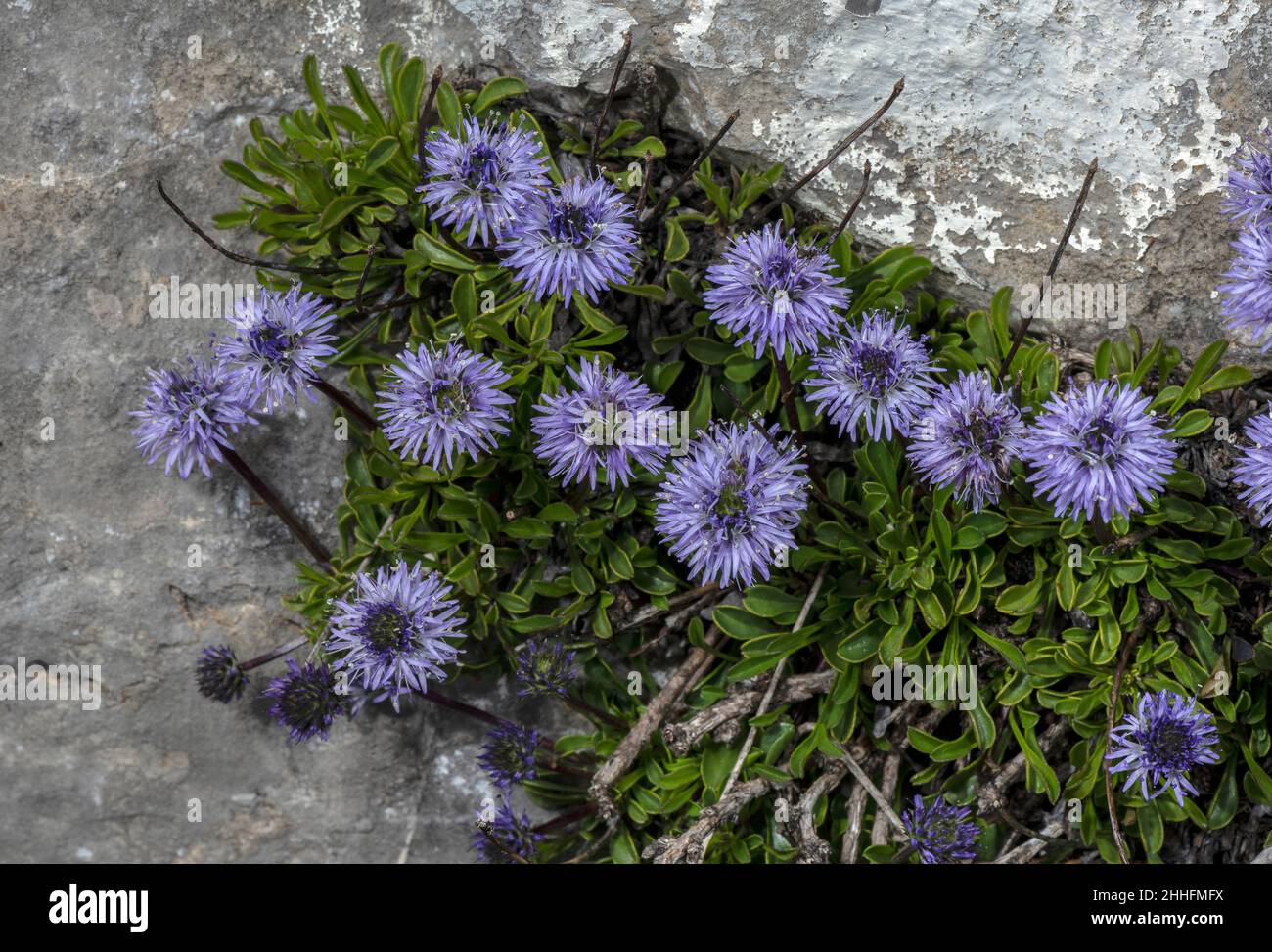 Matted Globularia, Globularia cordifolia in flower on limestone, Swiss Alps. Stock Photo