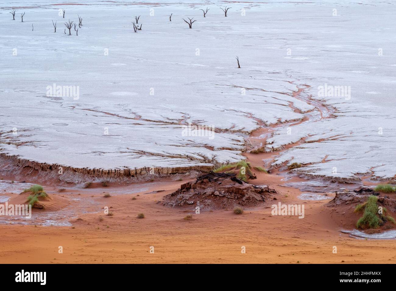 Dendritic water pattern on the Deadvlei clay pan with the trees in distance. Sossuvlei, Namib-Naukluft Park, Namibia Stock Photo