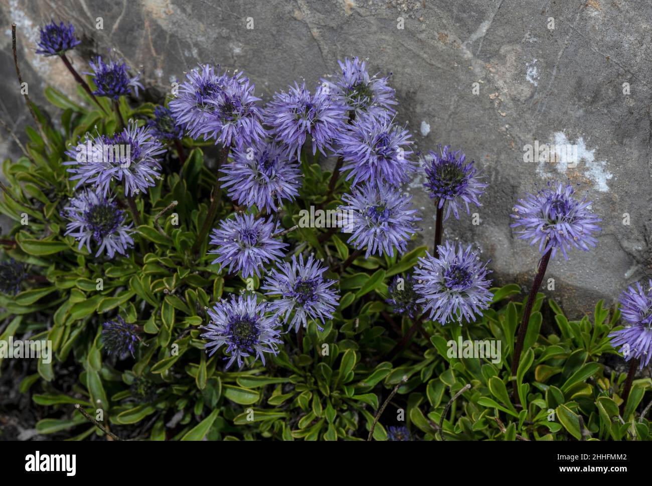 Matted Globularia, Globularia cordifolia in flower on limestone, Swiss Alps. Stock Photo